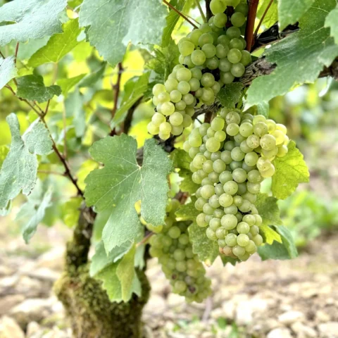 Vignoble de Champagne Philippe Fourrier