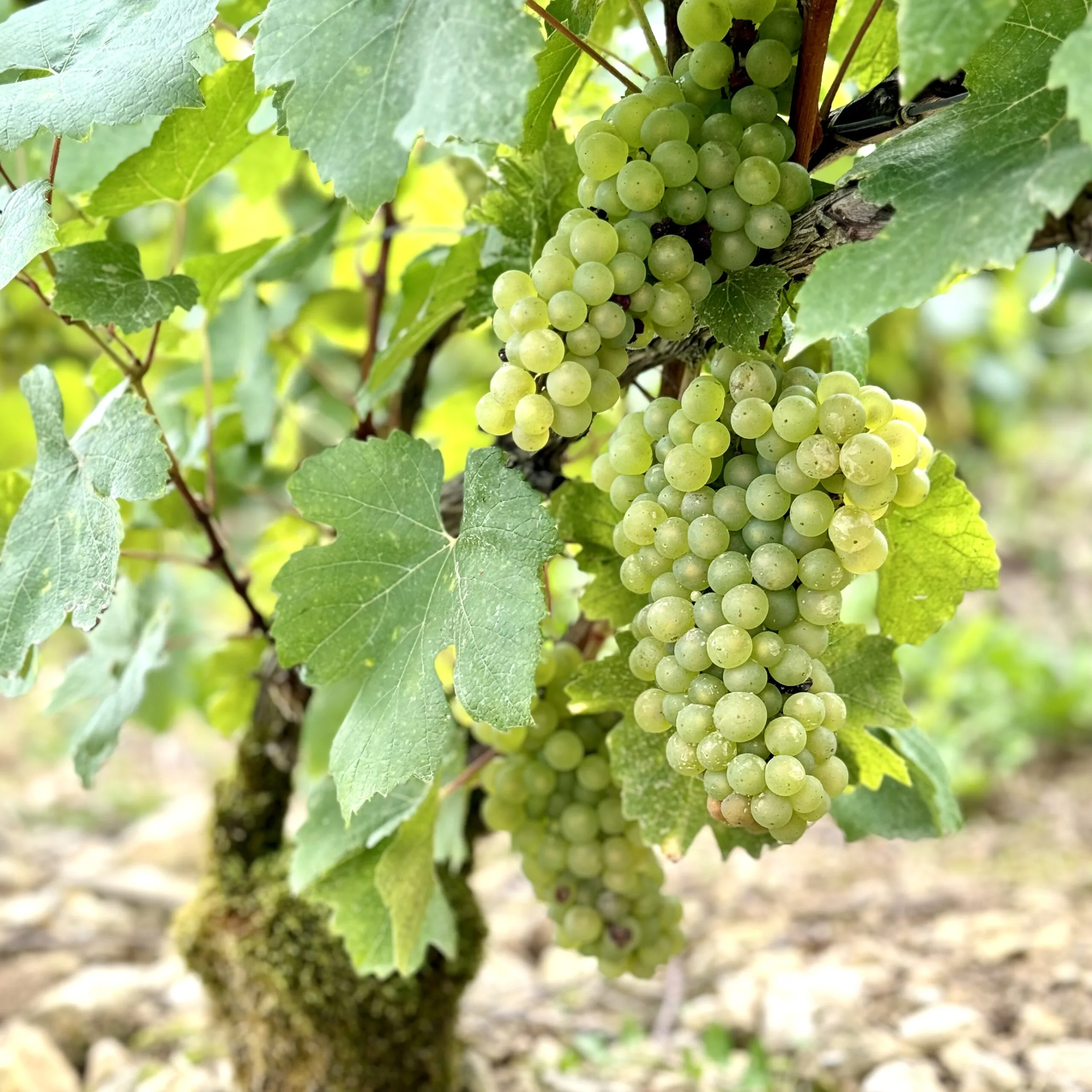 Grappes de Chardonnay dans les vignes du domaine à Baroville