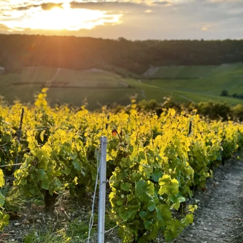 Coteaux du vignoble champenois