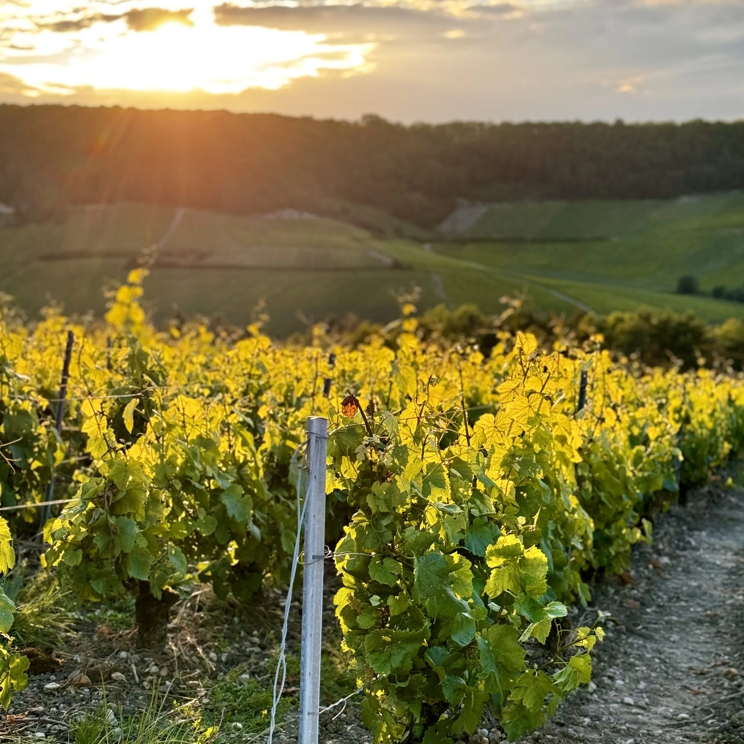 Our Products, Champagne Philippe Fourrier