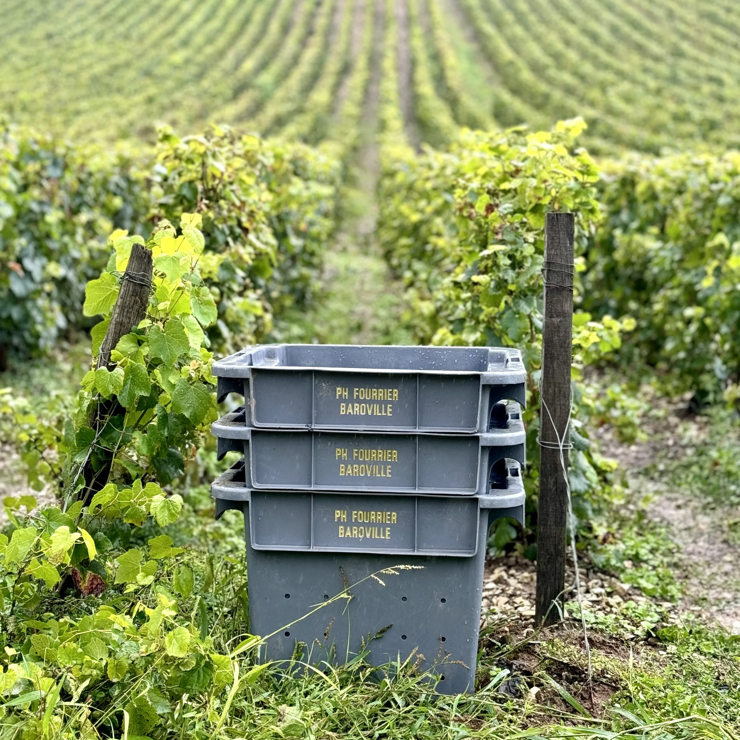 Vendange au domaine du Champagne Philippe Fourrier à Baroville