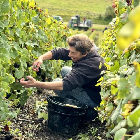 Paysage du vignoble