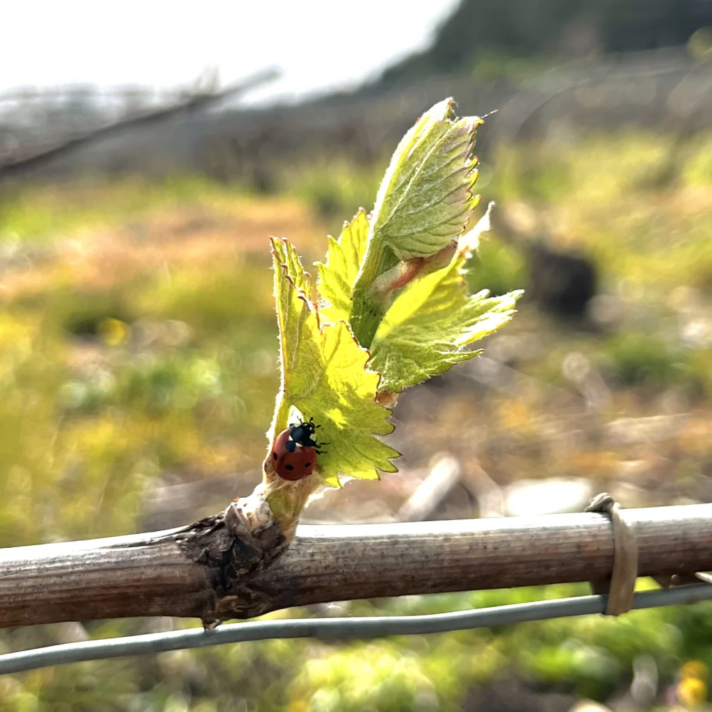 Ladybug on a young vine bud, sustainable viticulture