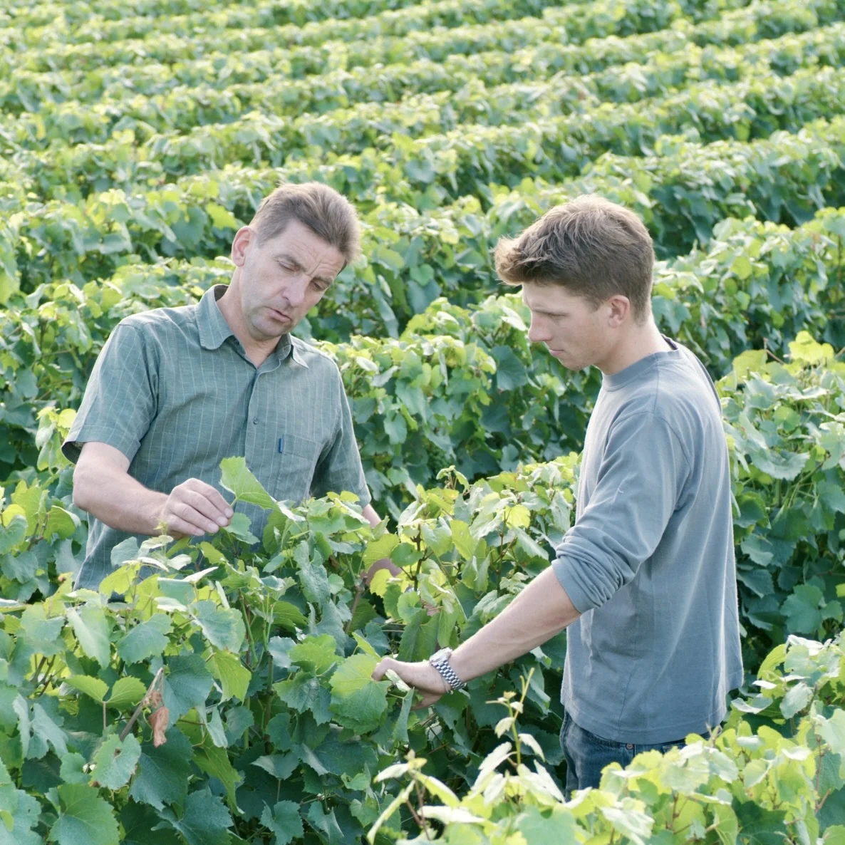 Philippe et Julien Fourrier inspectant les vignes du domaine à Baroville