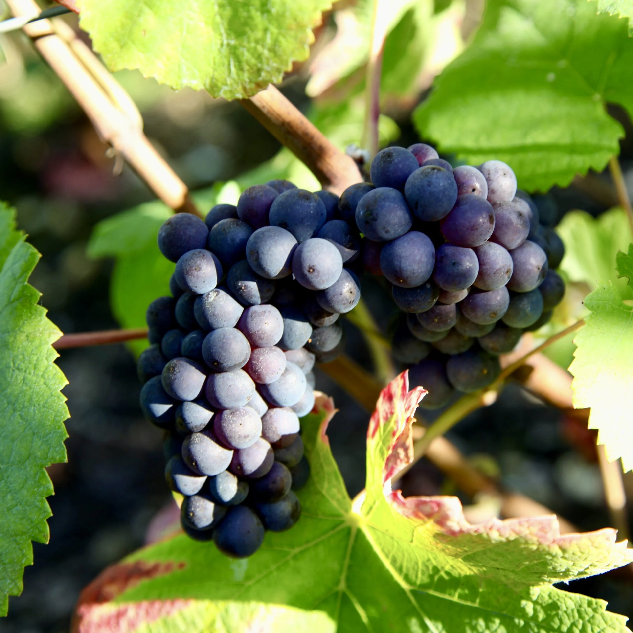 Grappes de Pinot Noir dans les vignes de la Côte des Bar