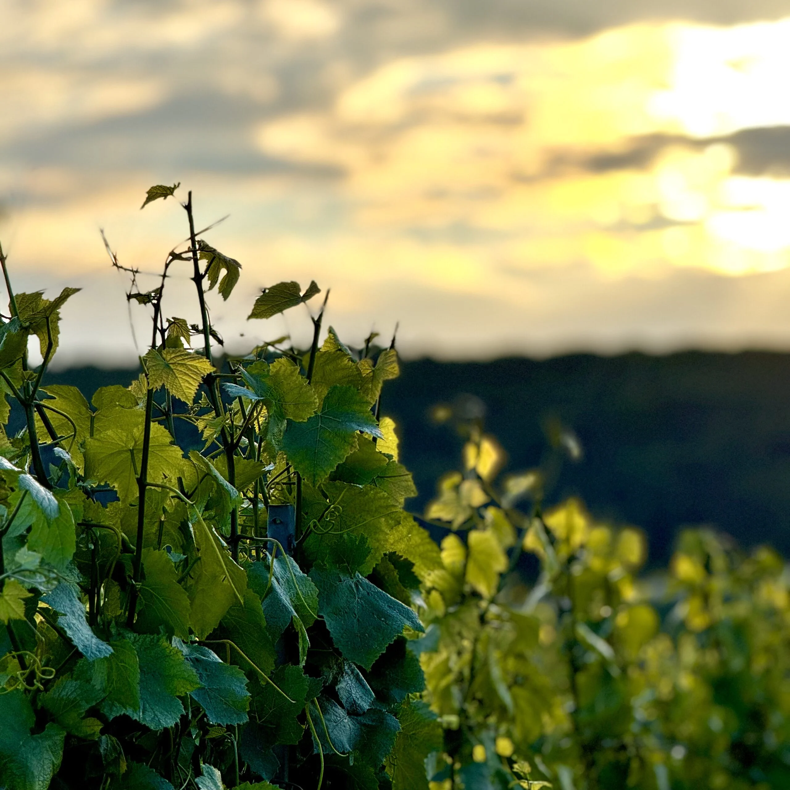 Vignes du domaine du Champagne Philippe Fourrier à Baroville