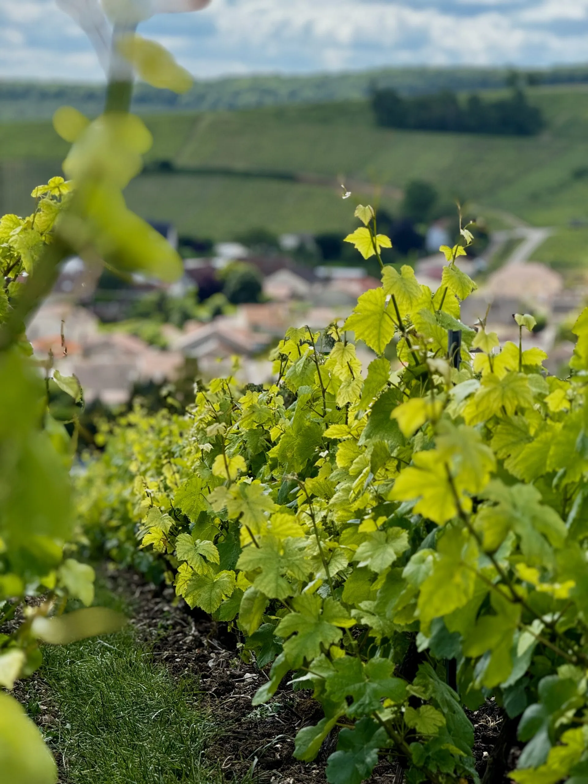 Le vignoble du Champagne Philippe Fourrier à Baroville, en Côte des Bar